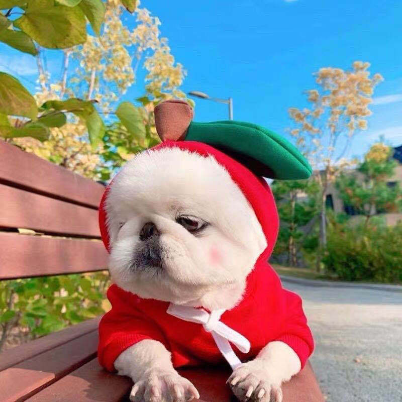 Dog in a red outfit with a green hat