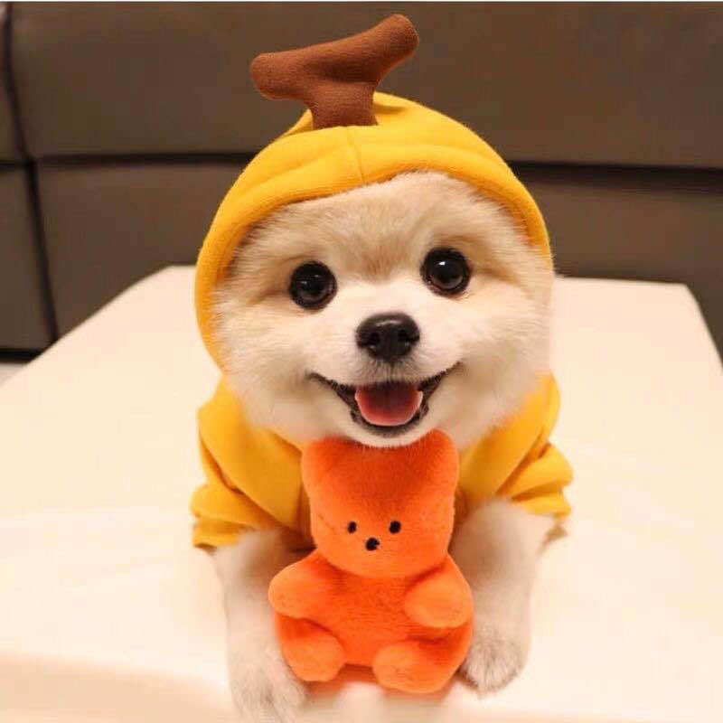 Cute Fruit Dog Clothes for Small Dogs – Winter Warm Fleece Puppy Hoodie Outfit for Chihuahua, French Bulldog & Cats