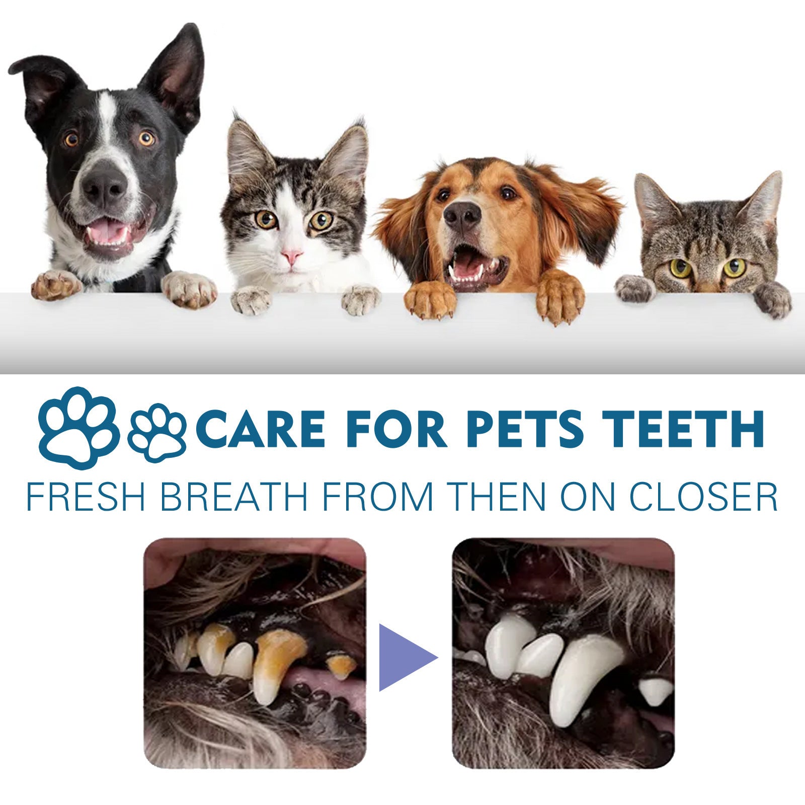 Advertisement for pet dental care with dogs and cats