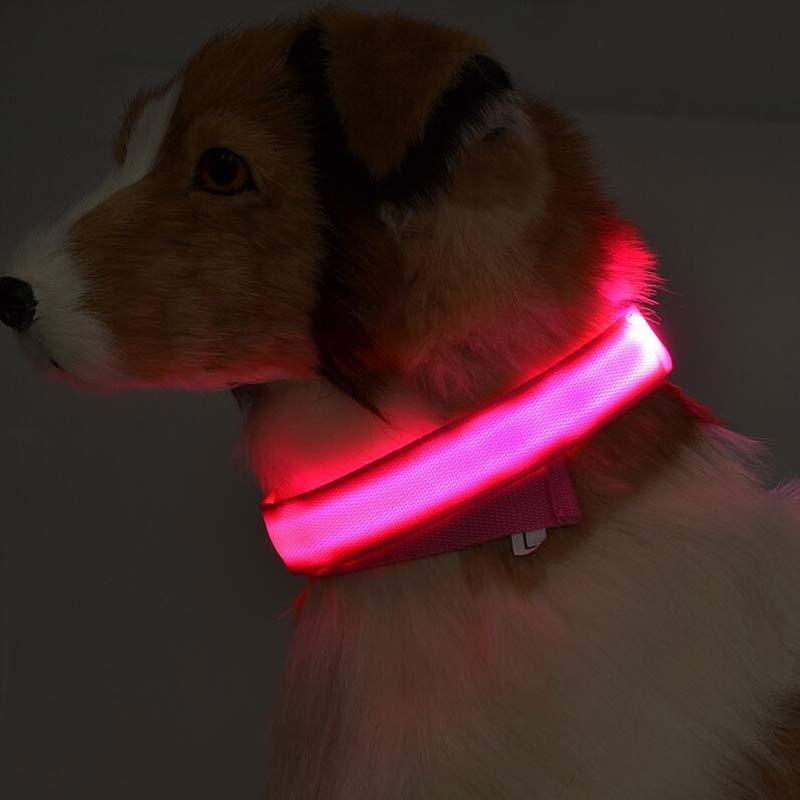A dog wearing a glowing red collar