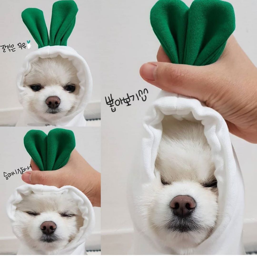 Dog wearing a green bunny hat