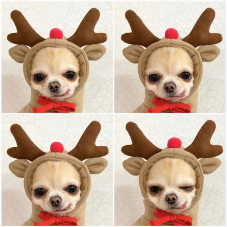 Small dog wearing a reindeer costume with antlers and a red bow tie