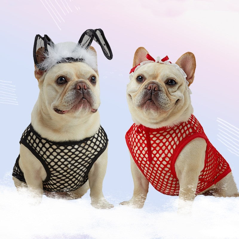 Two dogs wearing fishnet costumes on a light blue background